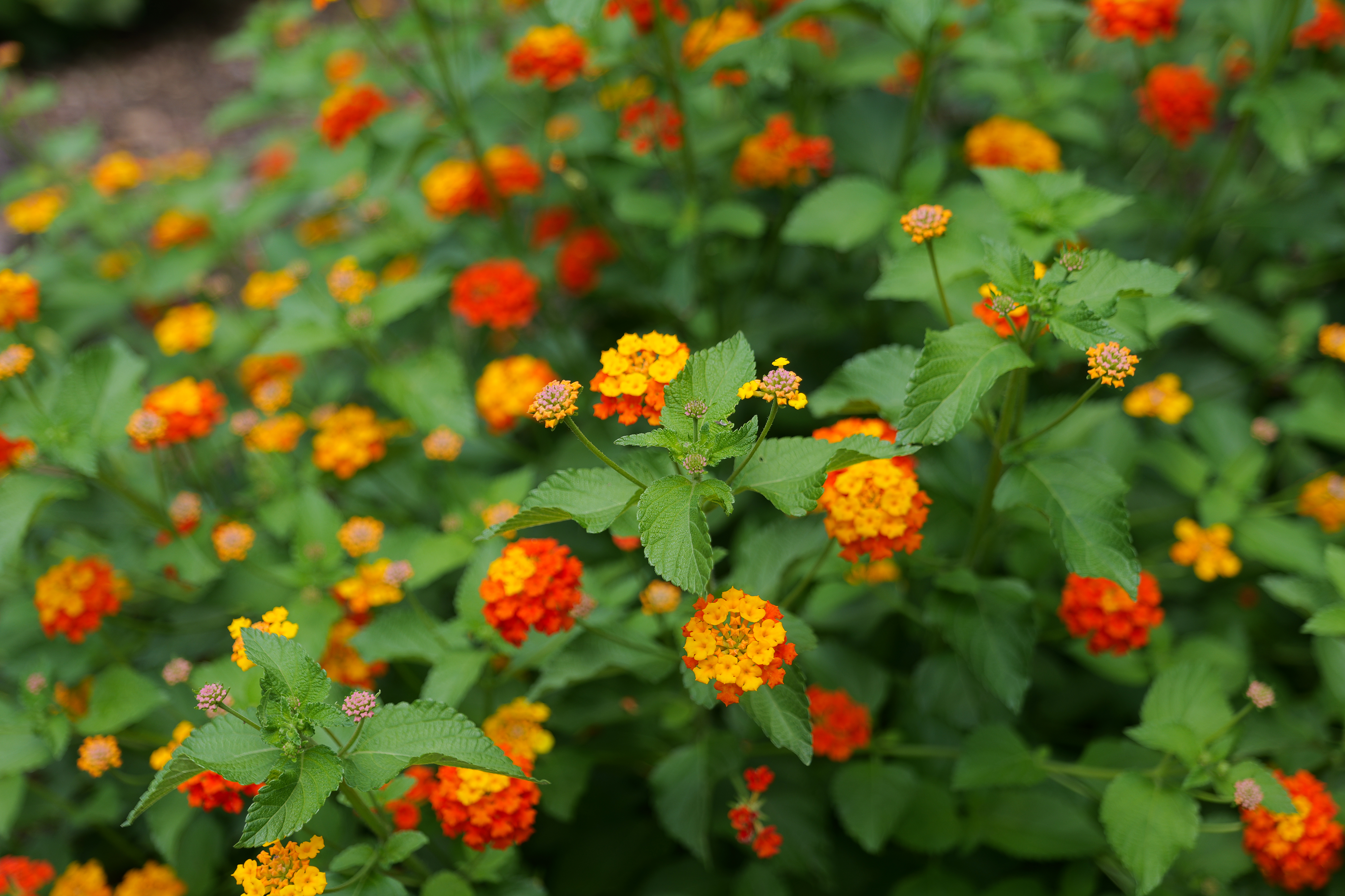 Deer eating your plants? Try these strategies